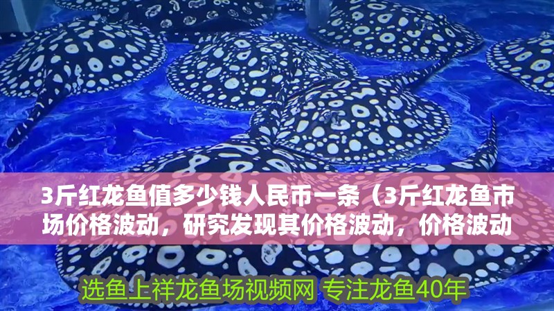 3斤紅龍魚值多少錢人民幣一條（3斤紅龍魚市場價格波動，研究發現其價格波動，價格波動）