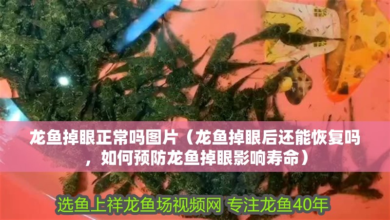 龍魚掉眼正常嗎圖片（龍魚掉眼后還能恢復嗎，如何預防龍魚掉眼影響壽命）