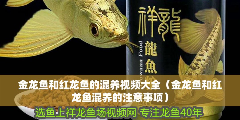 金龍魚和紅龍魚的混養(yǎng)視頻大全（金龍魚和紅龍魚混養(yǎng)的注意事項）