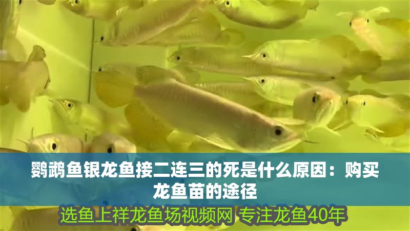 鸚鵡魚銀龍魚接二連三的死是什么原因：購(gòu)買龍魚苗的途徑