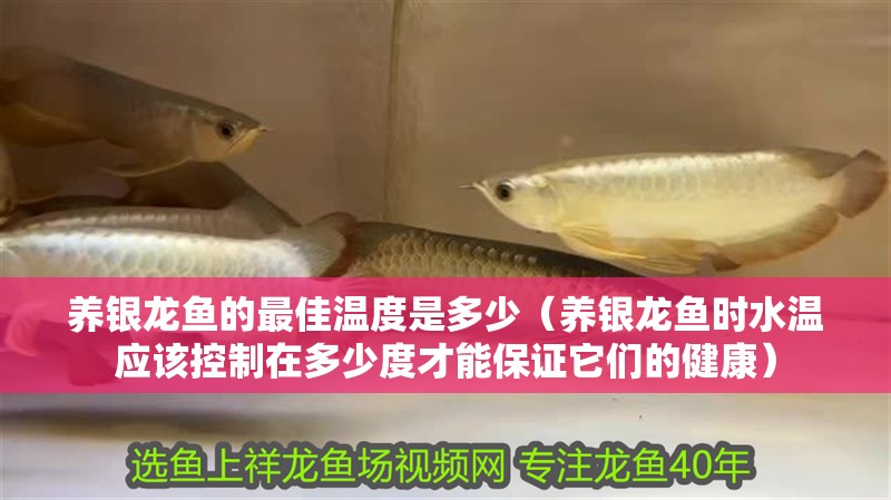 養(yǎng)銀龍魚(yú)的最佳溫度是多少（養(yǎng)銀龍魚(yú)時(shí)水溫應(yīng)該控制在多少度才能保證它們的健康）
