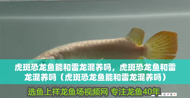 虎斑恐龍魚能和雷龍混養嗎,虎斑恐龍魚和雷龍混養嗎(虎斑恐龍魚能和雷龍混養嗎) 觀賞魚百科 第2張 虎斑恐龍魚能和雷龍混養嗎,虎斑恐龍魚和雷龍混養嗎(虎斑恐龍魚能和雷龍混養嗎) 虎斑恐龍魚能和雷龍混養嗎,虎斑恐龍魚和雷龍混養嗎(虎斑恐龍魚能和雷龍混養嗎) 觀賞魚百科 第2張