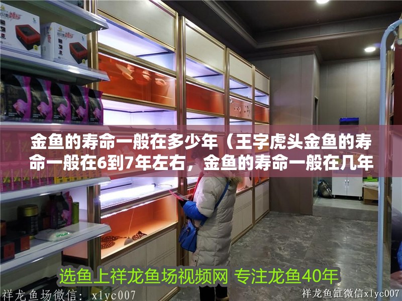 金魚的壽命一般在多少年（王字虎頭金魚的壽命一般在6到7年左右，金魚的壽命一般在幾年）