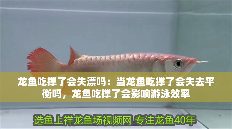 龍魚吃撐了會失漂嗎：當龍魚吃撐了會失去平衡嗎，龍魚吃撐了會影響游泳效率