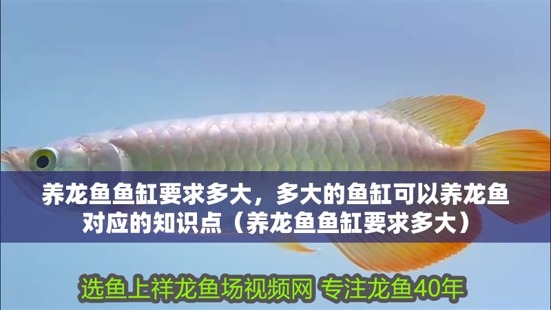 養龍魚魚缸要求多大，多大的魚缸可以養龍魚對應的知識點（養龍魚魚缸要求多大）