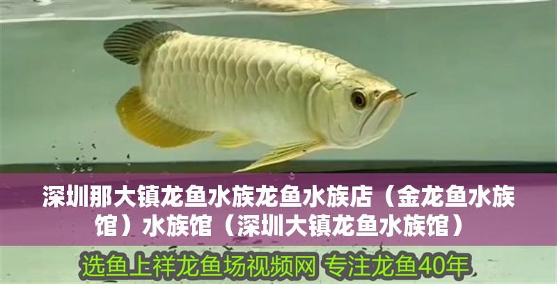 深圳那大鎮龍魚水族龍魚水族店（金龍魚水族館）水族館（深圳大鎮龍魚水族館）