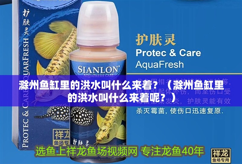 滁州魚缸里的洪水叫什么來著？（滁州魚缸里的洪水叫什么來著呢？）