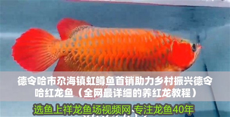 德令哈市尕海鎮虹鱒魚首銷助力鄉村振興德令哈紅龍魚（全網最詳細的養紅龍教程）