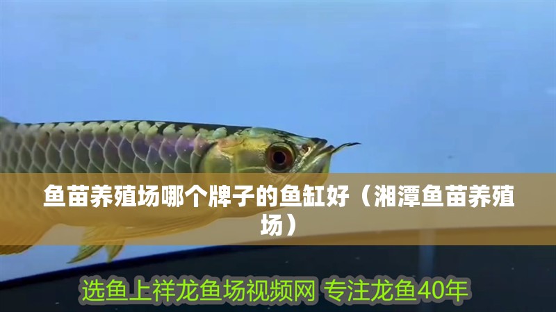 魚苗養殖場哪個牌子的魚缸好（湘潭魚苗養殖場）