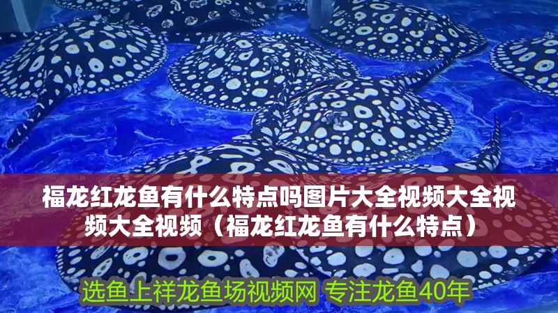 福龍紅龍魚有什么特點(diǎn)嗎圖片大全視頻大全視頻大全視頻（福龍紅龍魚有什么特點(diǎn)）