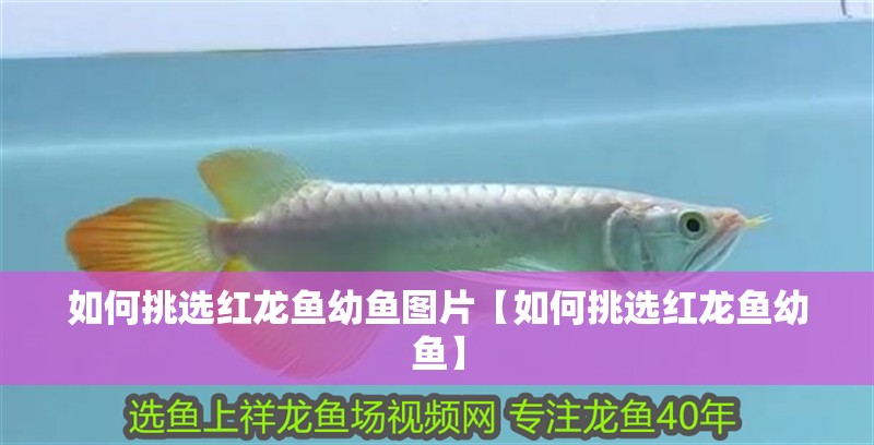 如何挑選紅龍魚幼魚圖片【如何挑選紅龍魚幼魚】
