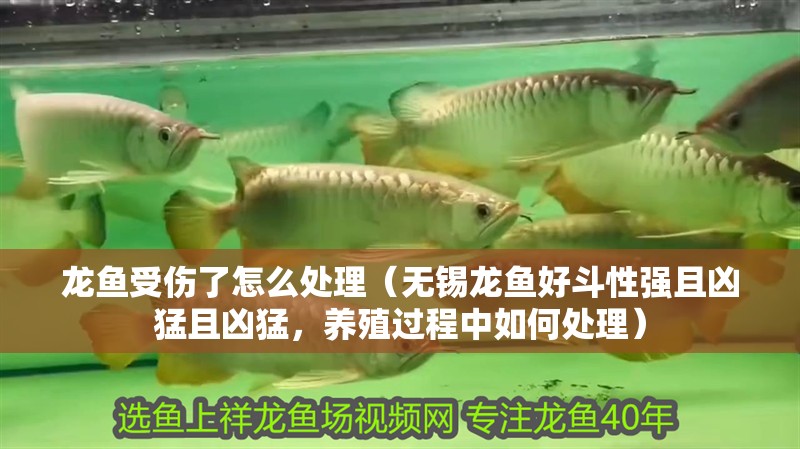 龍魚受傷了怎么處理（無錫龍魚好斗性強且兇猛且兇猛，養殖過程中如何處理）