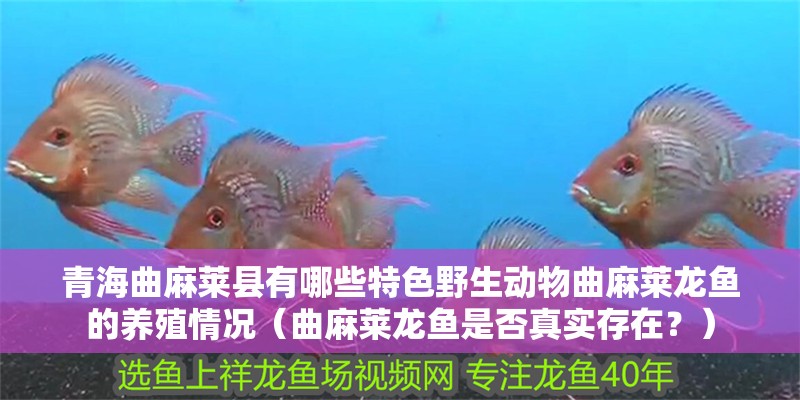 青海曲麻萊縣有哪些特色野生動物曲麻萊龍魚的養殖情況（曲麻萊龍魚是否真實存在？）