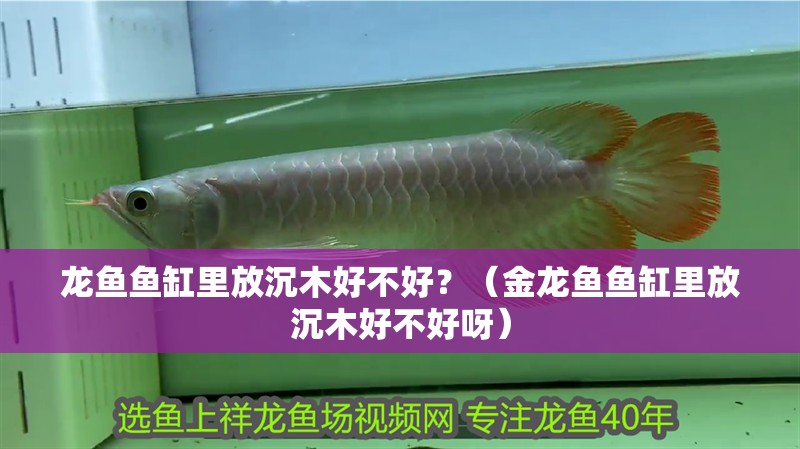 龍魚魚缸里放沉木好不好？（金龍魚魚缸里放沉木好不好呀）