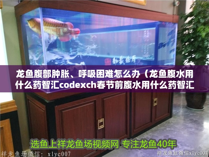 龍魚腹部腫脹、呼吸困難怎么辦（龍魚腹水用什么藥智匯codexch春節前腹水用什么藥智匯）