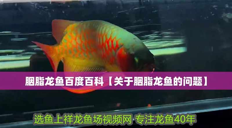 胭脂龍魚百度百科【關于胭脂龍魚的問題】