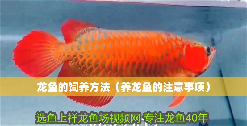 龍魚的飼養(yǎng)方法（養(yǎng)龍魚的注意事項）