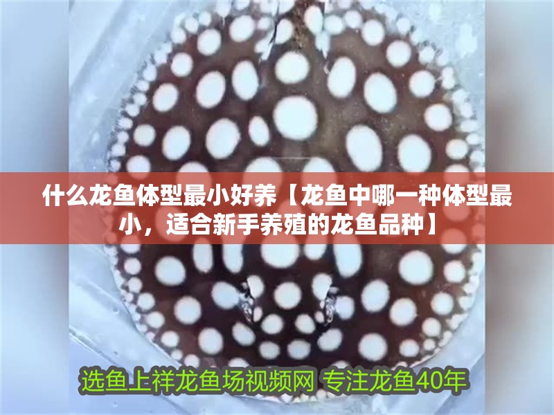 什么龍魚體型最小好養(yǎng)【龍魚中哪一種體型最小，適合新手養(yǎng)殖的龍魚品種】