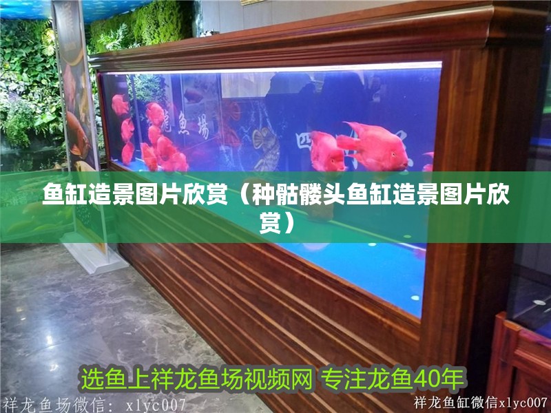 魚缸造景圖片欣賞（種骷髏頭魚缸造景圖片欣賞）