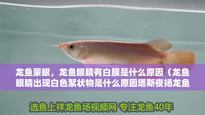 龍魚蒙眼，龍魚眼睛有白膜是什么原因（龍魚眼睛出現白色絮狀物是什么原因塔斯夜揚龍魚眼睛有白膜怎么辦）