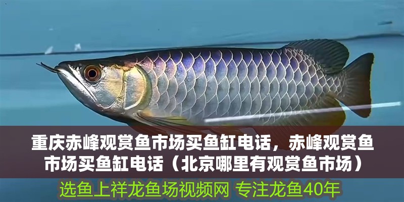 重慶赤峰觀賞魚市場買魚缸電話，赤峰觀賞魚市場買魚缸電話（北京哪里有觀賞魚市場）