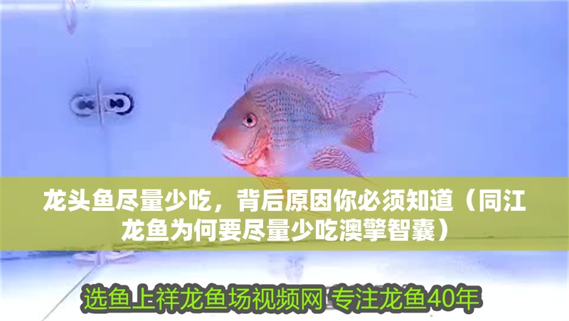 龍頭魚盡量少吃，背后原因你必須知道（同江龍魚為何要盡量少吃澳擎智囊）