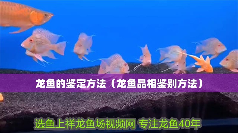 龍魚的鑒定方法（龍魚品相鑒別方法）