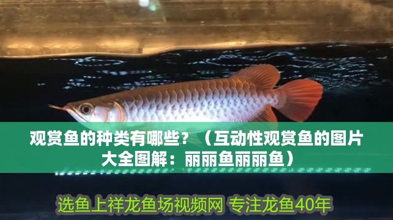 觀賞魚的種類有哪些？（互動性觀賞魚的圖片大全圖解：麗麗魚麗麗魚）