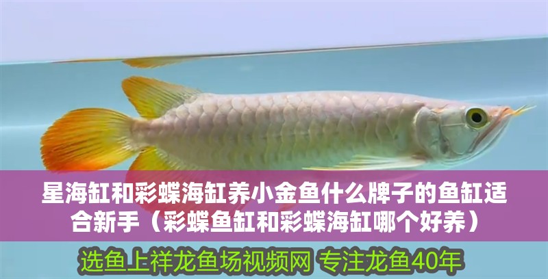 星海缸和彩蝶海缸養小金魚什么牌子的魚缸適合新手（彩蝶魚缸和彩蝶海缸哪個好養）