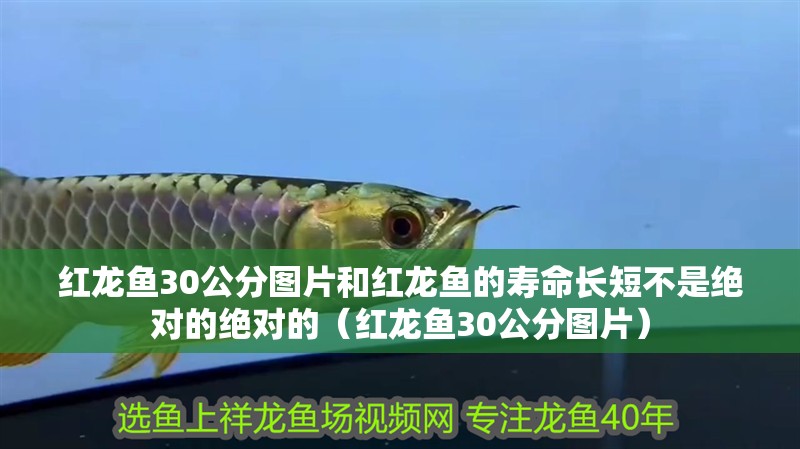 紅龍魚30公分圖片和紅龍魚的壽命長短不是絕對的絕對的（紅龍魚30公分圖片）