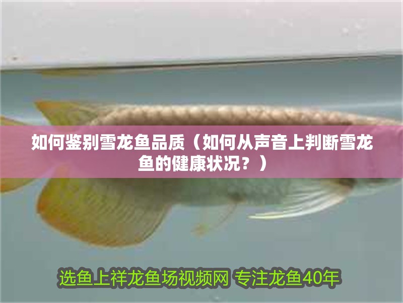 如何鑒別雪龍魚品質（如何從聲音上判斷雪龍魚的健康狀況？）
