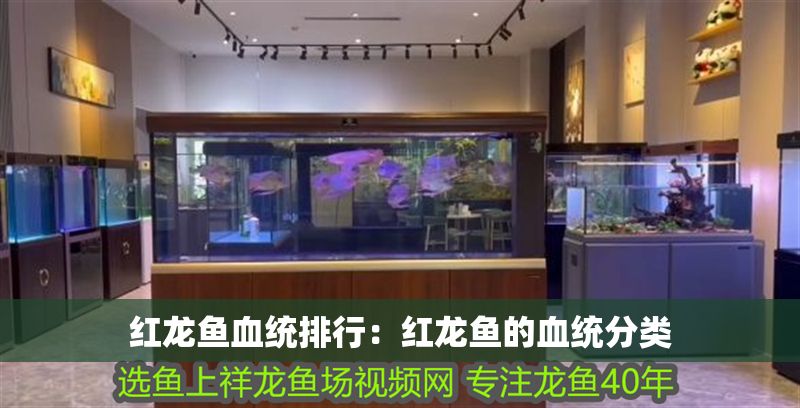 紅龍魚血統排行：紅龍魚的血統分類