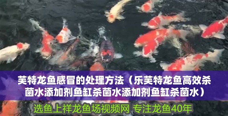 芙特龍魚感冒的處理方法（樂芙特龍魚高效殺菌水添加劑魚缸殺菌水添加劑魚缸殺菌水）