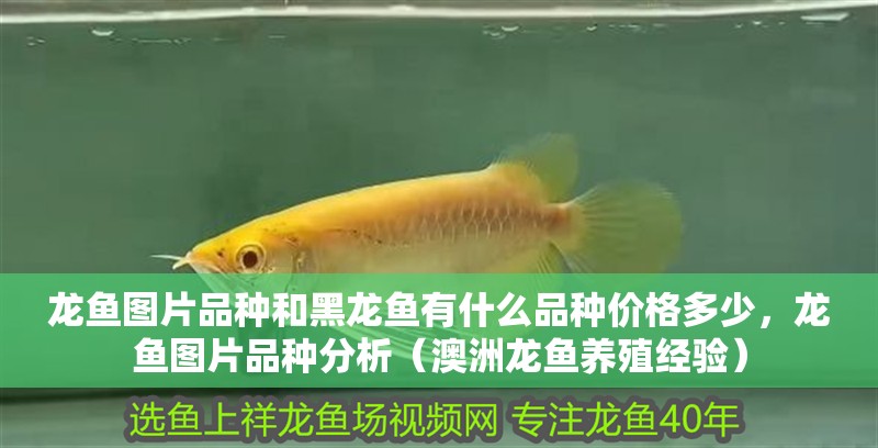 龍魚圖片品種和黑龍魚有什么品種價格多少，龍魚圖片品種分析（澳洲龍魚養(yǎng)殖經驗）