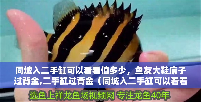 同城入二手缸可以看看值多少，魚友大鞋底子過背金,二手缸過背金（同城入二手缸可以看看值多少，在當今社會）