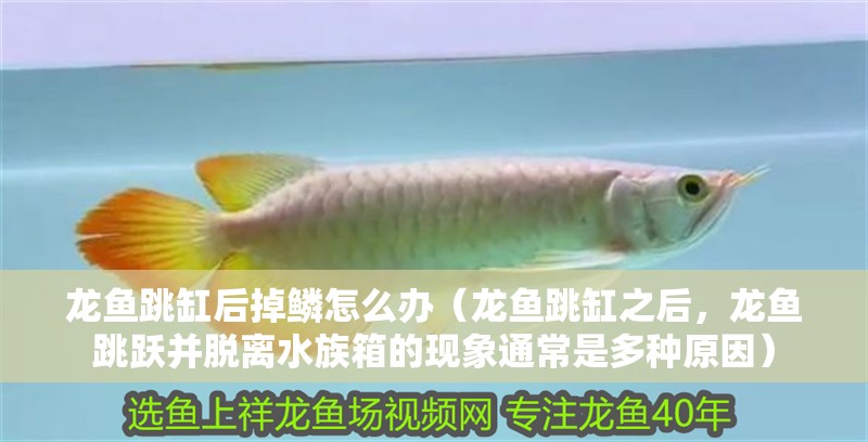 龍魚跳缸后掉鱗怎么辦（龍魚跳缸之后，龍魚跳躍并脫離水族箱的現象通常是多種原因）