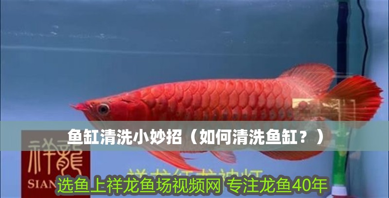 魚缸清洗小妙招（如何清洗魚缸？）