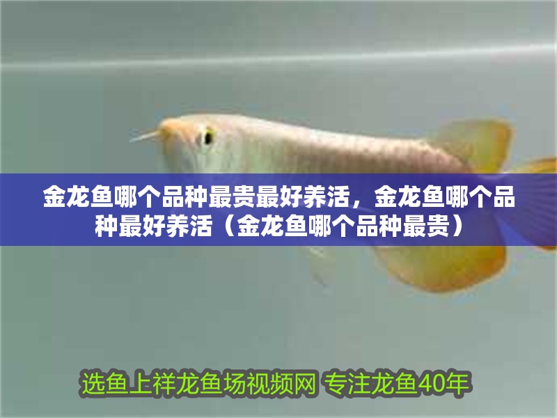 金龍魚哪個品種最貴最好養活，金龍魚哪個品種最好養活（金龍魚哪個品種最貴）