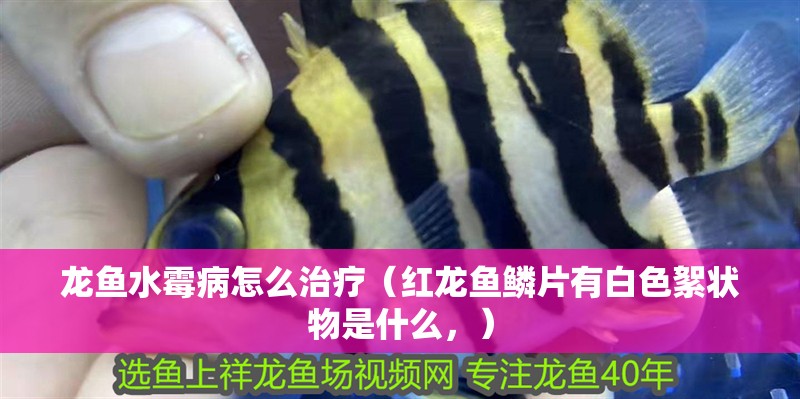 龍魚水霉病怎么治療（紅龍魚鱗片有白色絮狀物是什么，）