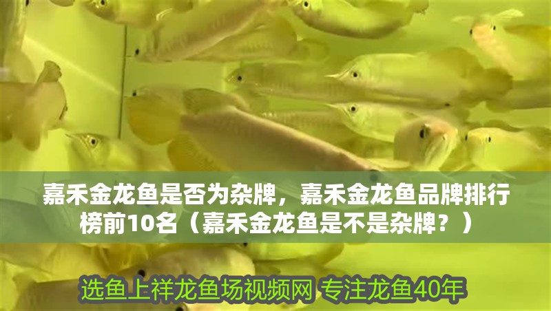 嘉禾金龍魚是否為雜牌，嘉禾金龍魚品牌排行榜前10名（嘉禾金龍魚是不是雜牌？）