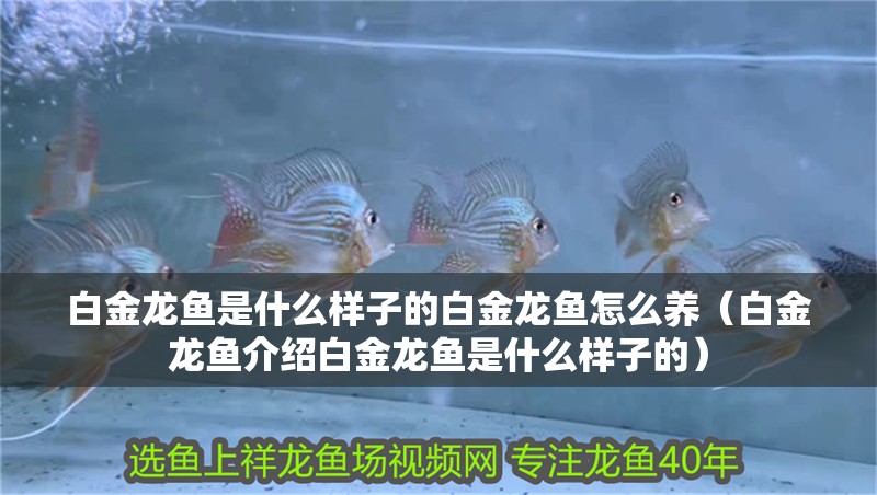 白金龍魚是什么樣子的白金龍魚怎么養（白金龍魚介紹白金龍魚是什么樣子的）