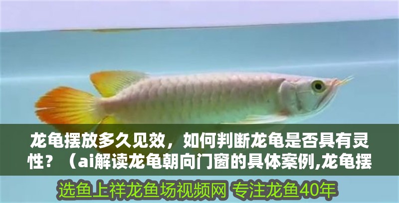 龍龜擺放多久見效，如何判斷龍龜是否具有靈性？（ai解讀龍龜朝向門窗的具體案例,龍龜擺放多久見效）