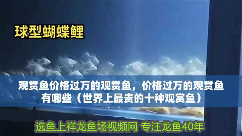 觀賞魚價格過萬的觀賞魚，價格過萬的觀賞魚有哪些（世界上最貴的十種觀賞魚）