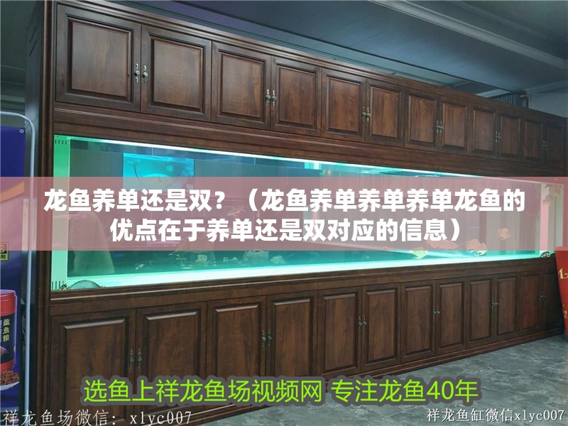 龍魚養單還是雙？（龍魚養單養單養單龍魚的優點在于養單還是雙對應的信息）