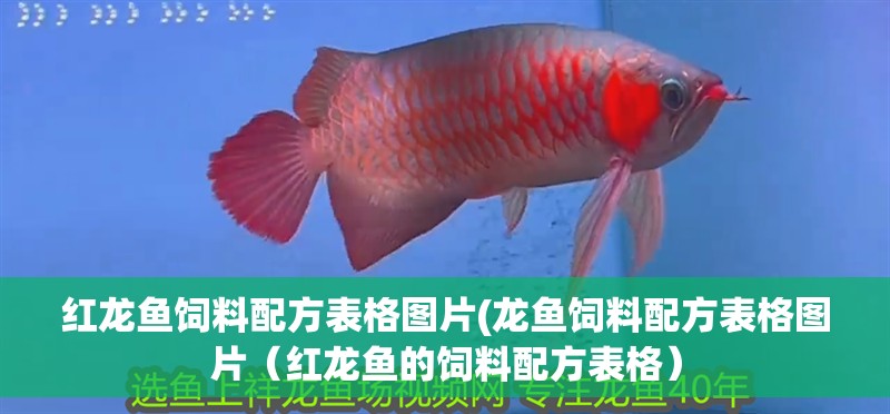 紅龍魚飼料配方表格圖片(龍魚飼料配方表格圖片（紅龍魚的飼料配方表格）