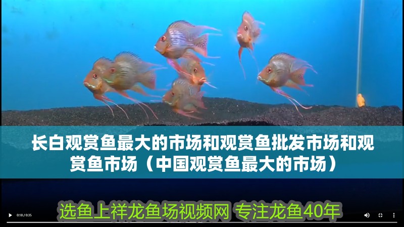 長(zhǎng)白觀賞魚(yú)最大的市場(chǎng)和觀賞魚(yú)批發(fā)市場(chǎng)和觀賞魚(yú)市場(chǎng)（中國(guó)觀賞魚(yú)最大的市場(chǎng)）
