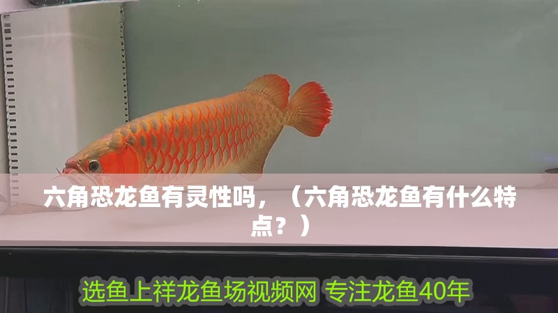 六角恐龍魚有靈性嗎，（六角恐龍魚有什么特點？）