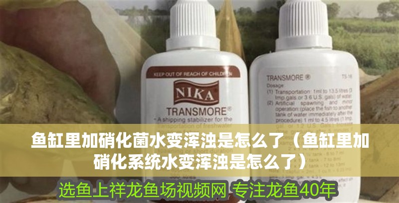 魚缸里加硝化菌水變渾濁是怎么了（魚缸里加硝化系統(tǒng)水變渾濁是怎么了）