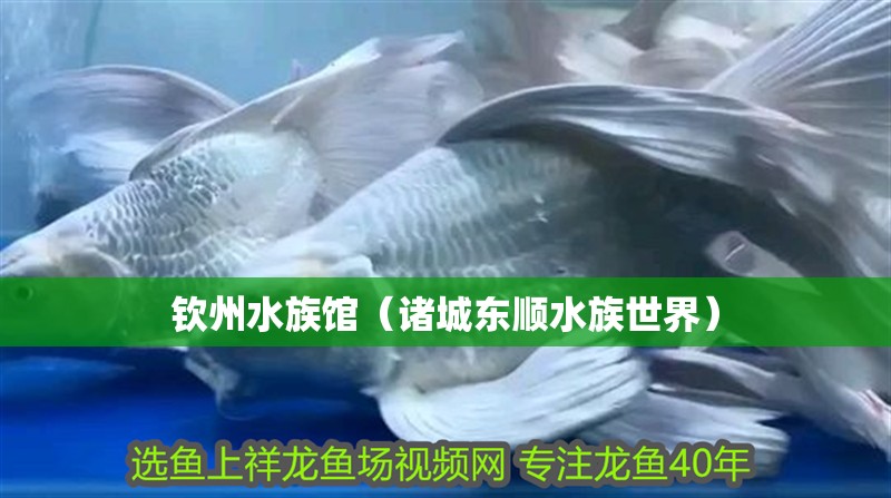 欽州水族館（諸城東順水族世界）