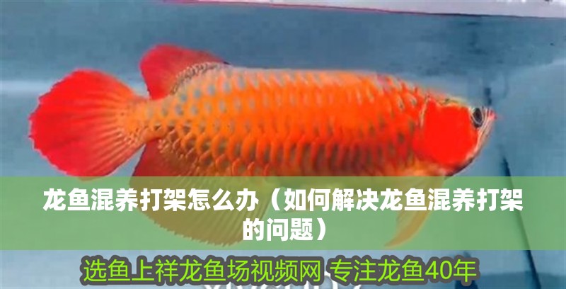 龍魚混養打架怎么辦（如何解決龍魚混養打架的問題）